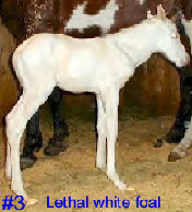 lethal white foal